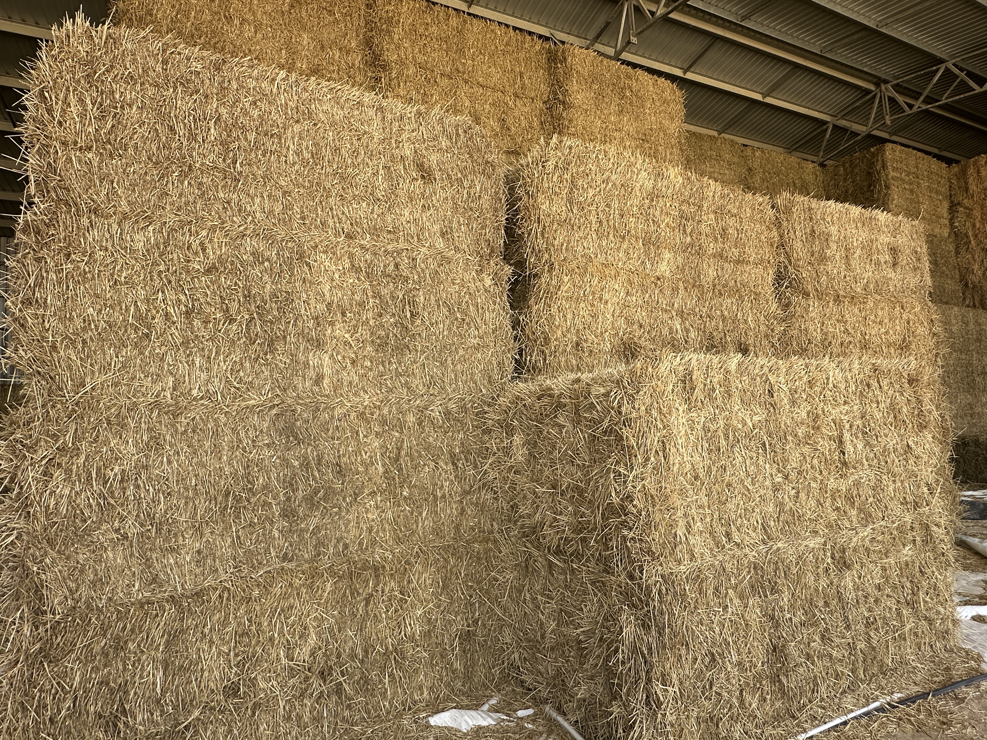 IMG 4423 Wheaten Hay 2025